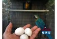 Fresh Healthy fertile Parrot Birds Eggs for Hatching