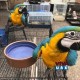  Blue and Gold Macaw Young Pair Parrots for Sale