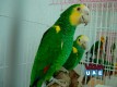 Bonded Yellow Shoulder Amazon Pair for breeding