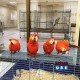 Proven Young Pairs of Scarlet Macaw Parrots for Sale 