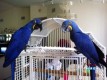 Cute Blue Macaw Parrots Looking for Re-Home