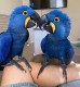 Hand Raised Hyacinth Macaw Parrots And Fertile Eggs For Sale 