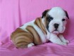 English bulldog baby Available