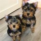 Male yorkies