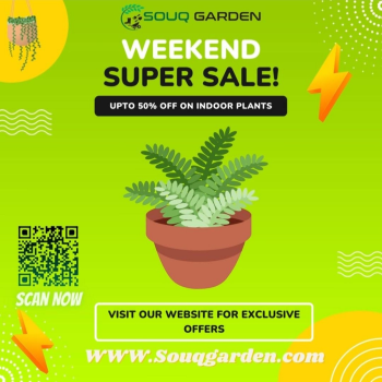 Online Indoor Outdoor Plants