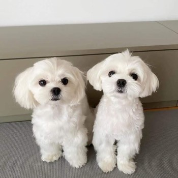  Male and Female Beautiful Maltese for sale