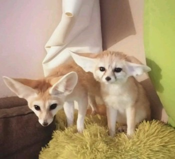 FENNEC FOXES FOR SALE(HOME TRAINED)