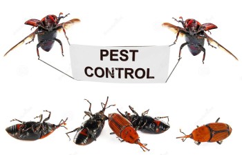 Keep Your Home Pest-Free with Our Sharjah Pest Control Services