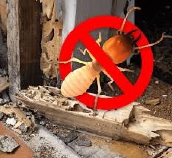 Get rid of Anti -termites forever with our services.