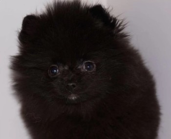 pomeranian spitz female