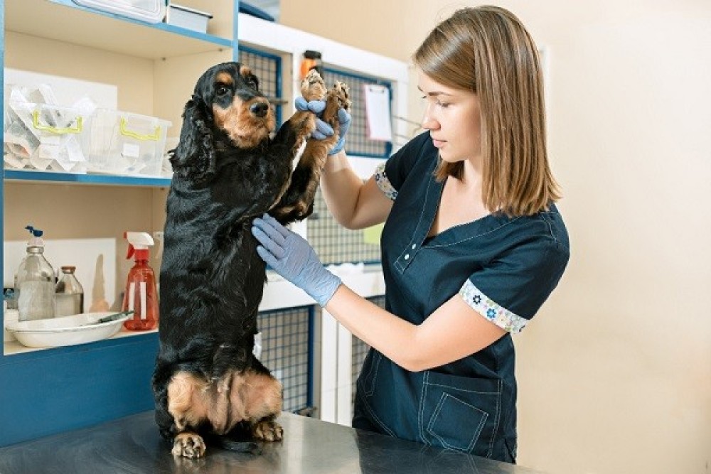 Al Barsha Veterinary Clinic - Your Trusted Veterinary Clinic in Dubai