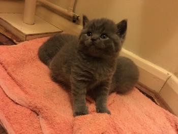 Amazing Blue British Shorthair3