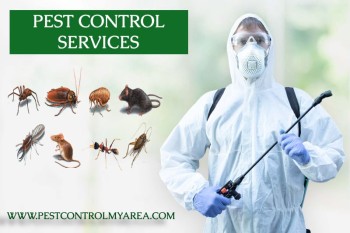 Pest Control Near Me