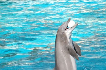 Dubai Dolphinarium Tickets