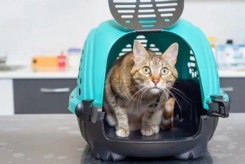 Exceptional Cat Boarding at Tree Pet Salon