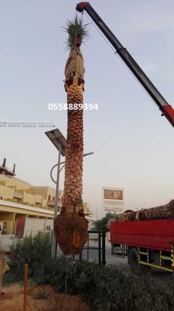 Date Palm tree delivery and planting 