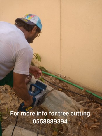 Tree cutting 3