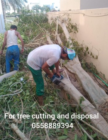 tree cutting 5