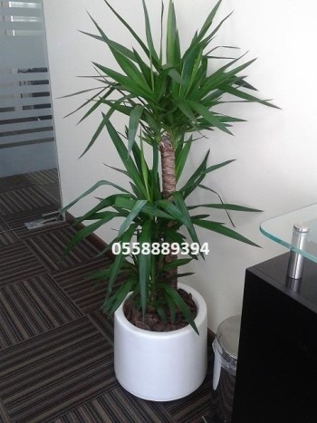 OFFICE INDOOR NATURAL PLANTS AND POTS AND MAINTENANCE