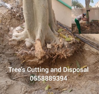 Tree roots removal