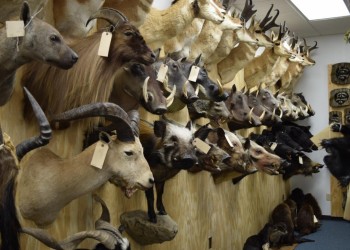 Excellent quality Taxidermy Mounts available for sale