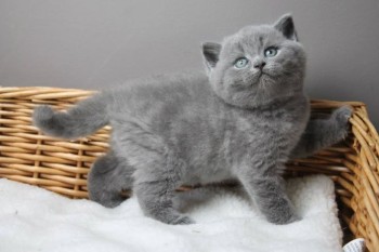 British shorthair kittens 