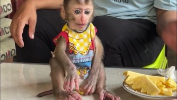 Wonderful Lovely Capuchin monkey for adoption