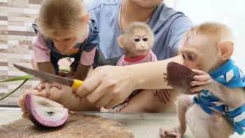 Home Raised Capuchin Monkey for Adoption