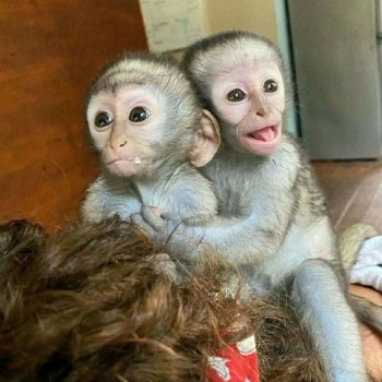 Adorable Capuchin Monkey