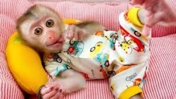 Home Raised Capuchin Monkey for Adoption