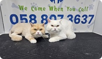 poshpamper mobile pets grooming