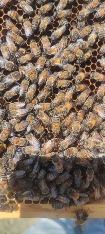 Premium Beekeeping Investment at Armenia