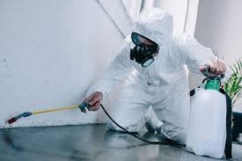 Typing “Pest Control Near you”? Why Is PPJ Solutions Your Best Option?