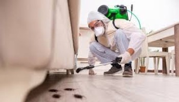 Which Pest Control Company Abu Dhabi Should You Trust? Why PPJ Solutions?
