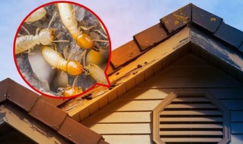 Termite Control