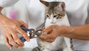 Cat Nail Clipping Service in Mirdif Dubai